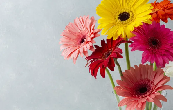 Wallpaper flowers, chamomile, tulips, gerbera for mobile and desktop,  section цветы, resolution 6496x4872 - download