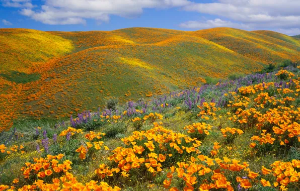Flowers, mountains, hills, escholzia