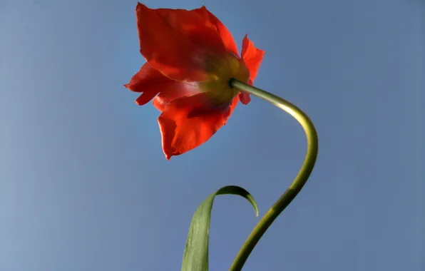 Picture the sky, red, Tulip, red, sky, tulips