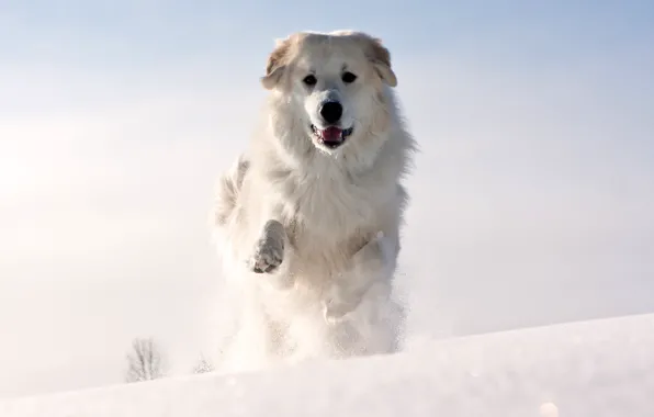 Picture cold, winter, face, snow, animal, dog, paws, wool