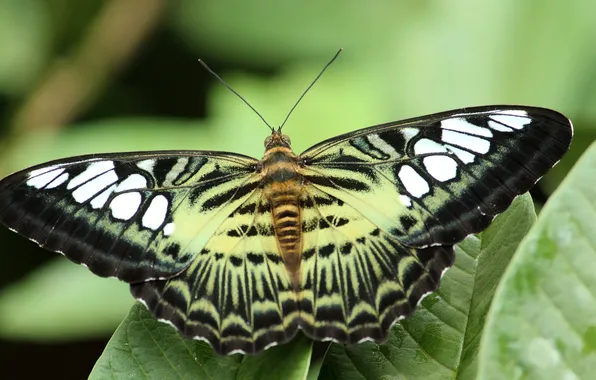Leaves, microsemi, butterfly, wings, insect, beautiful, closeup