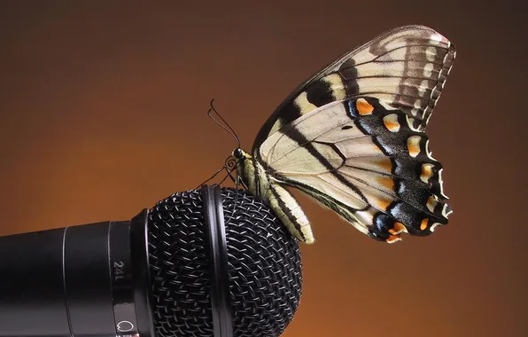 Picture butterfly, microphone, sitting