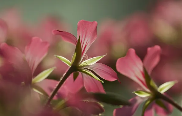 Flowers, background, blur, lighting, pink