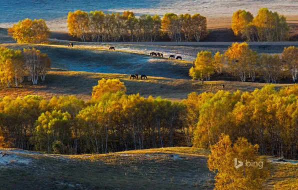 Autumn, trees, nature, hills, horse, China, birch, the plateau of Bashan