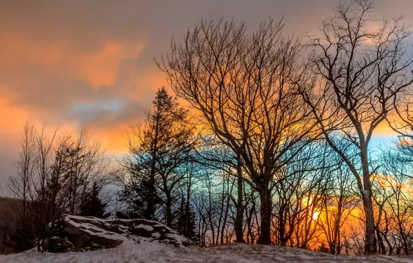 Picture trees, landscape, sunset