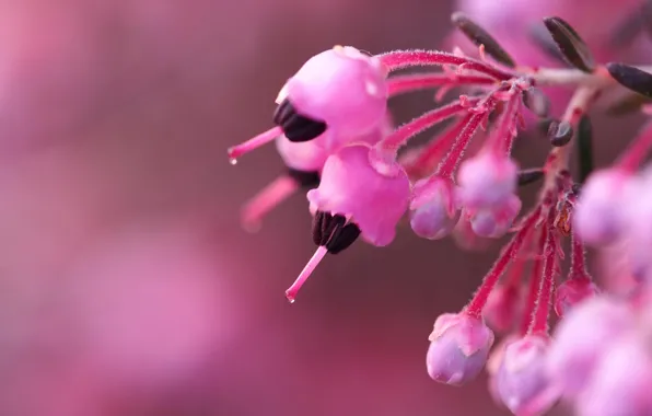 Macro, flowers, background, Bush, branch, blur, pink, buds