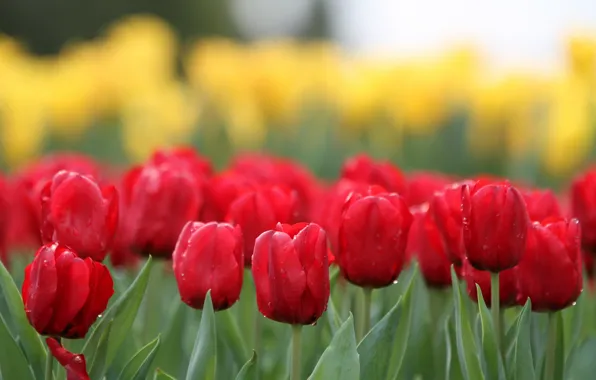 Flowers, nature, tulips