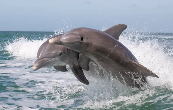 Picture squirt, the ocean, dolphins, a couple