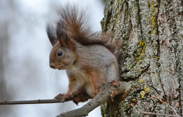 Picture autumn, trees, branches, animals nature, squirrel on a branch