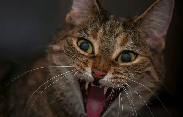 Picture cat, cat, mouth, face, aggressive