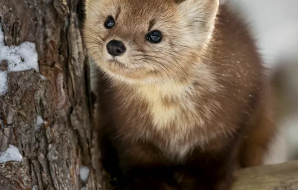 Tree, face, marten
