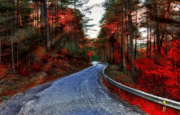 Picture road, autumn, forest, rays, trees