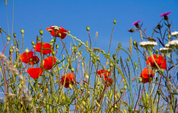 Picture field, the sky, grass, flowers, nature, Maki, plants