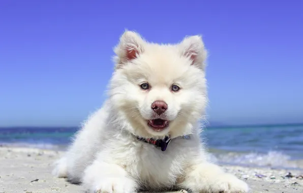 Picture sea, look, puppy, Samoyed