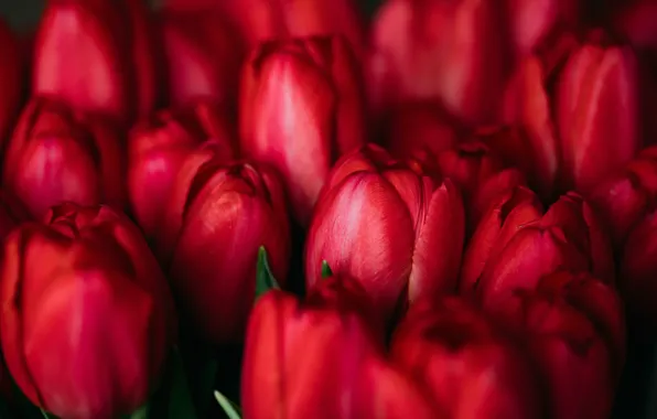 Picture nature, plant, petals, tulips