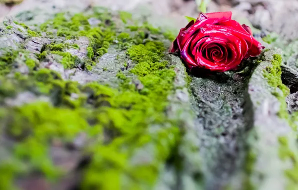 Greens, flower, stones, rose, moss, lies, red, The groove