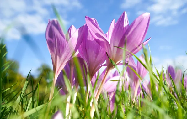 Picture the sky, flowers, spring, crocuses, pink