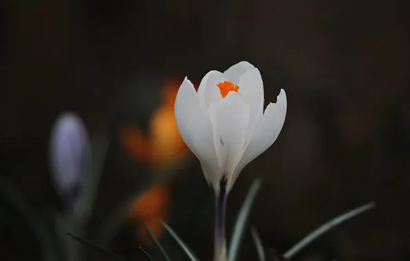 White, flowers, the dark background, spring, crocuses, Krokus, bokeh