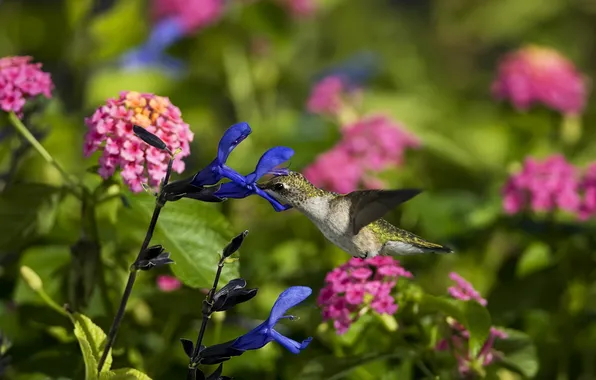 Picture flowers, bird, Hummingbird, field