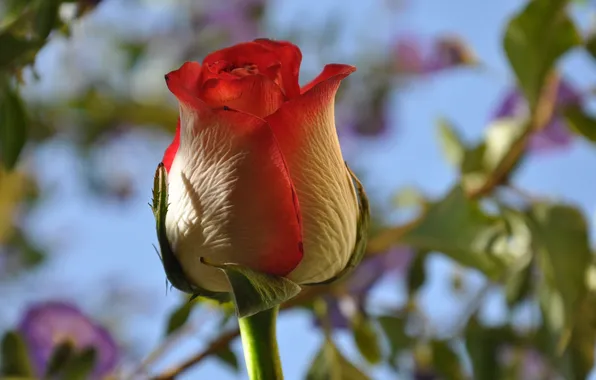 Picture the sky, macro, rose, petals, Bud
