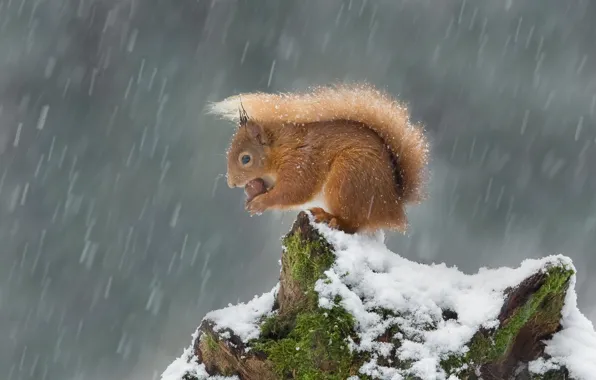 Winter, look, snow, nature, pose, moss, stump, walnut
