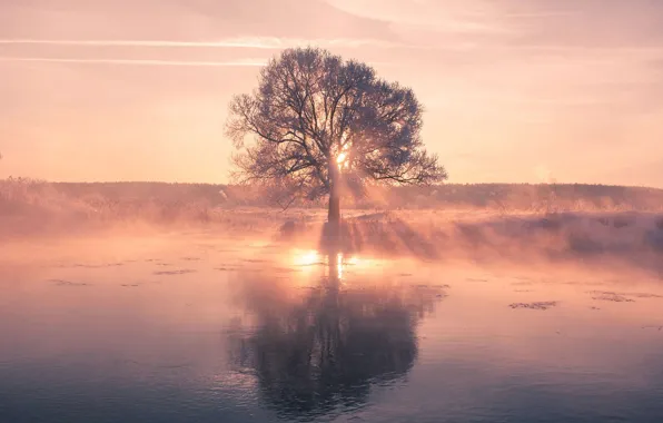 Tree, River, Dawn