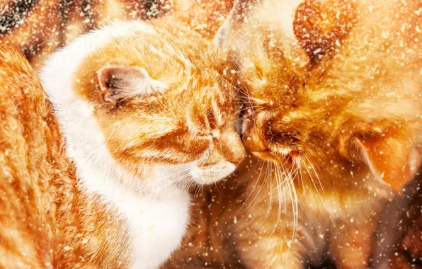 Cat, cat, look, cats, pose, face, two cats, two cats