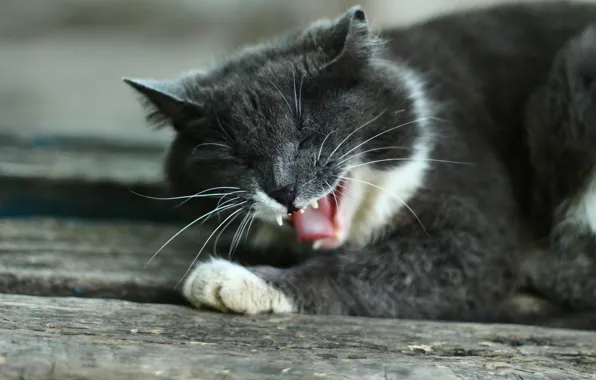 Picture cat, animal, shop