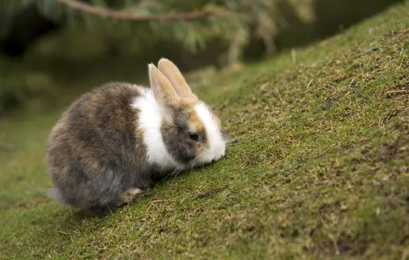 Grass, rabbit, sharpness, colors