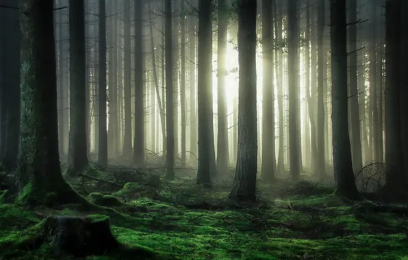 Forest, light, trees, moss, light, forest, trees, moss