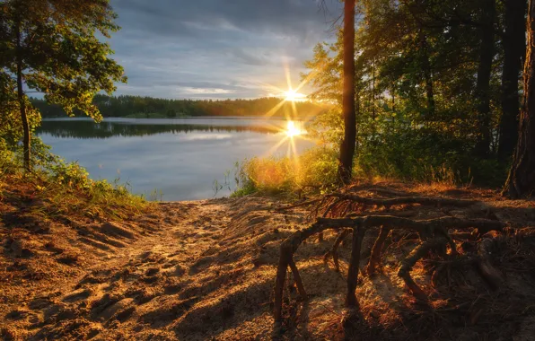 Sand, forest, the sun, rays, trees, landscape, nature, reflection