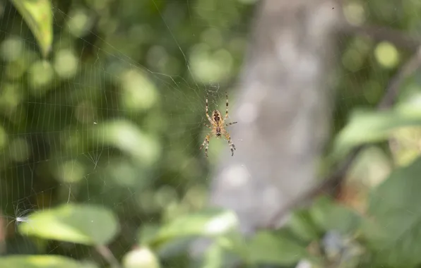 Nature, Spider, Web, Archanicum, Canon 200D