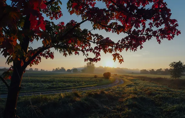Field, sunset, sunrise, tree, beauty, horizon