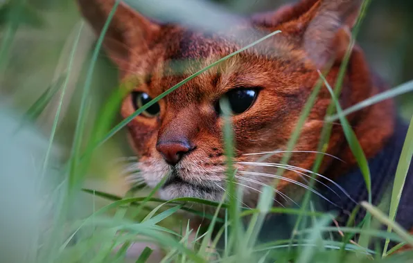 Cat, grass, cat, look, nature, pose, portrait, lies