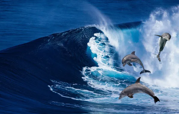 Sea, wave, rendering, dolphins