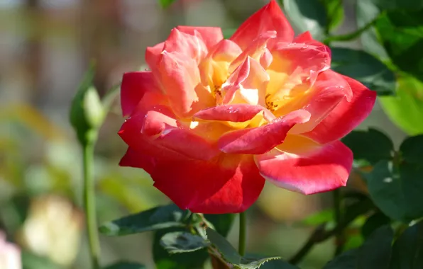 Picture leaves, light, flowers, red, background, one, bright, roses