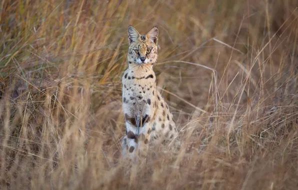 Grass, look, nature, predator, wild cat, Serval