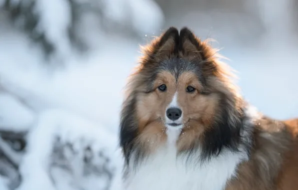Winter, look, face, snow, nature, portrait, dog, puppy