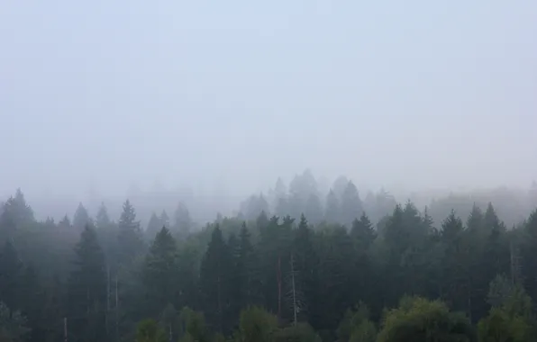 Fog, Autumn, Forest, View, Morning, Hill, Russia, Beautiful