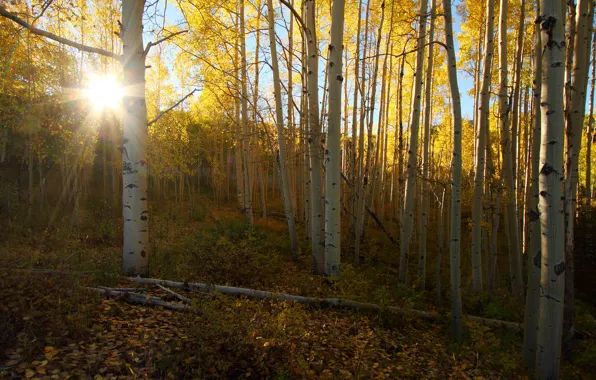 Picture forest, nature, morning, birch