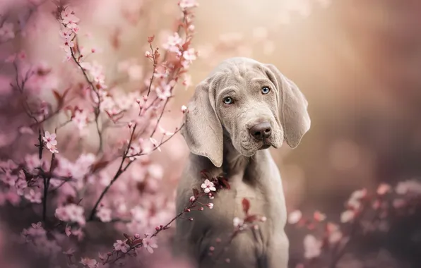 Branches, dog, puppy, face, flowering, flowers, bokeh, The Weimaraner