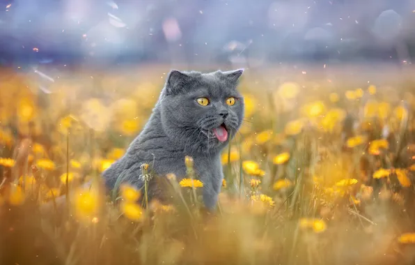Language, cat, cat, flowers, muzzle, dandelions, British Shorthair, Victor Kholudeev