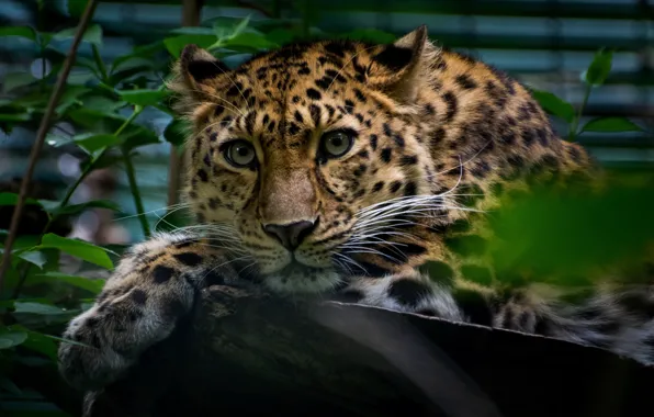 Picture leopard, animal, look, predator, greens, log, leaves