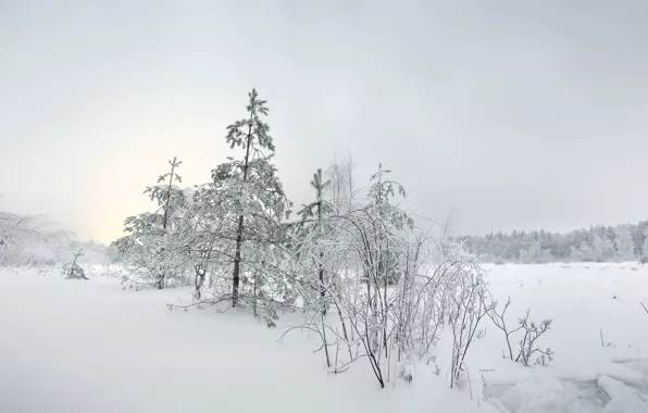 Winter, snow, landscape, tree