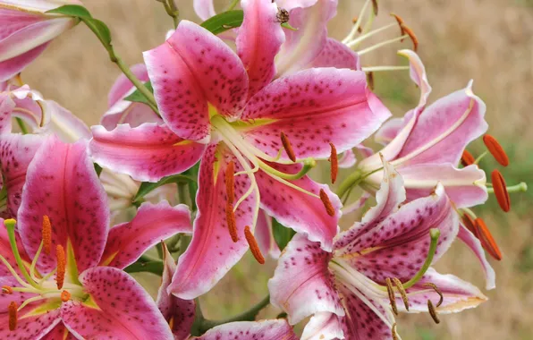 Picture macro, nature, Lily, petals