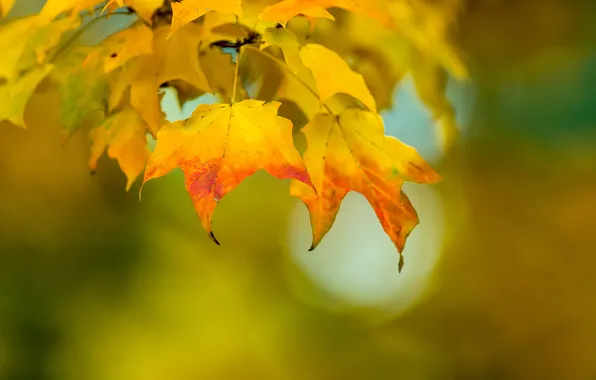 Autumn, leaves, nature, color