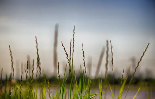 Picture the sky, grass, river, stems, bokeh