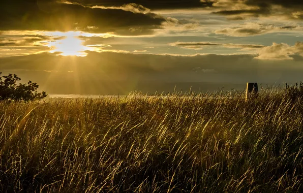 Field, landscape, sunset