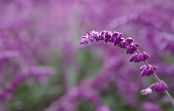 Picture drops, flowers, branch, field, lilac, spike