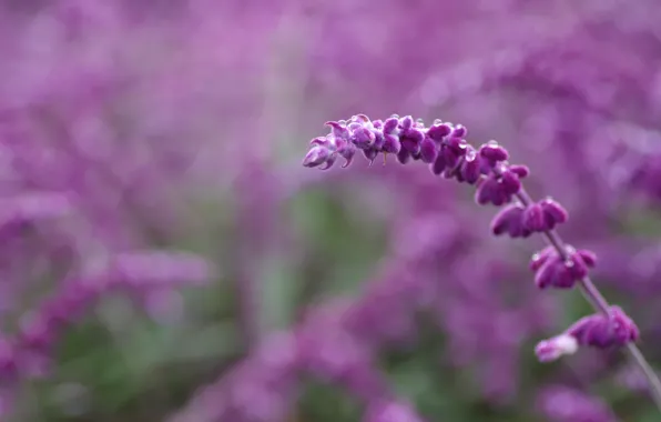 Drops, flowers, branch, field, lilac, spike